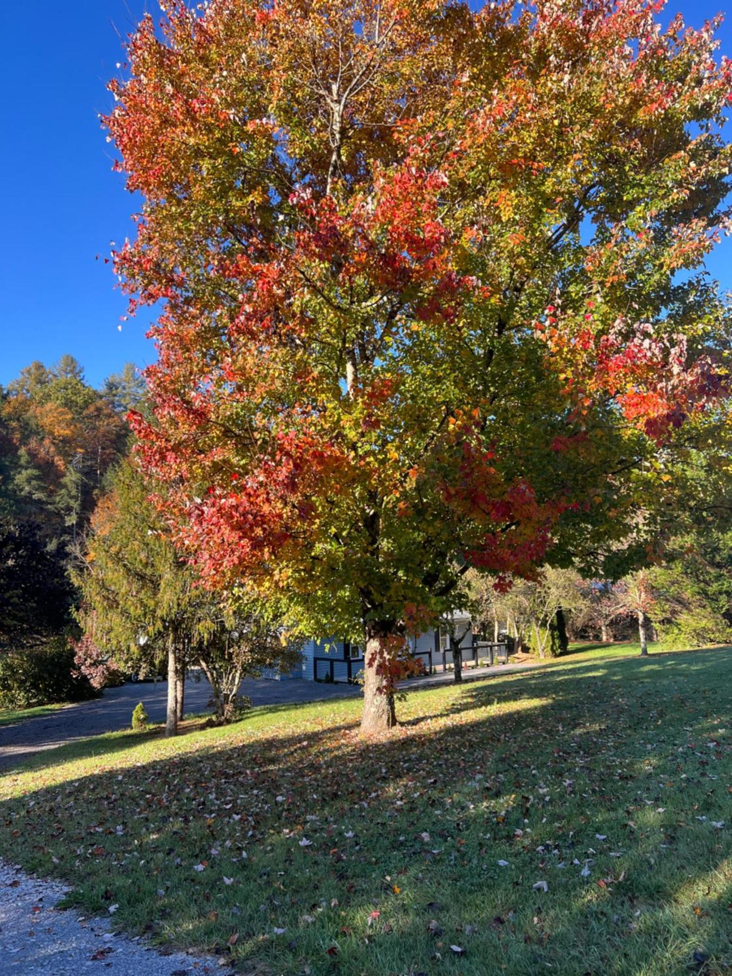 Firefly Fields 2-Acres With Guest House, Game Room, Mountain & River Views Sevierville Esterno foto